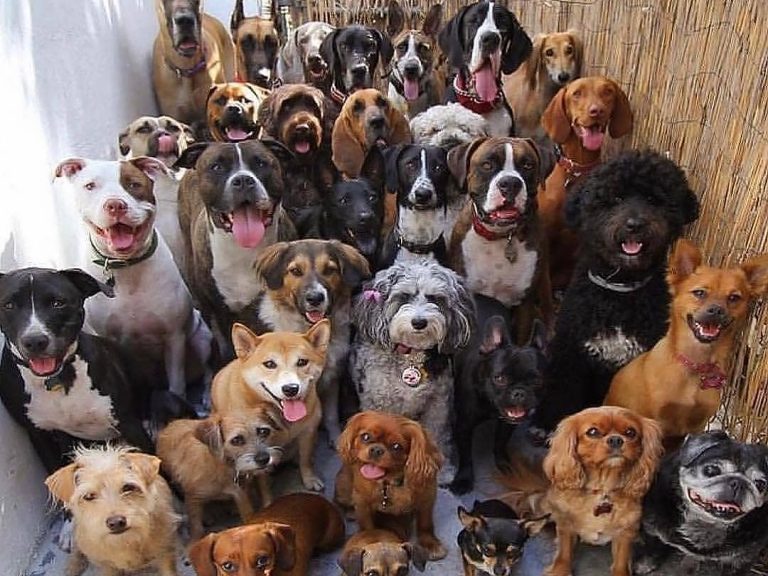 Adopcion canina Banplus 768x576 - En live por @BanplusOnLine explicamos que "la verdadera amistad no se compra, se adopta" | Con el Dr. Otto Alvarado