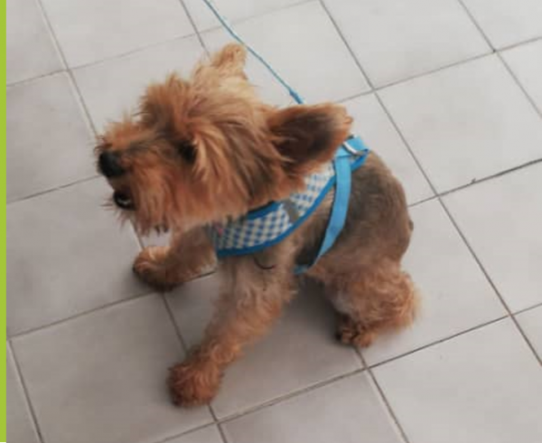 Oreo Orion Blog 600x490 - Adopción canina | A través de Ig Paticas Felices Banplus, Óreo llegó a un nuevo hogar