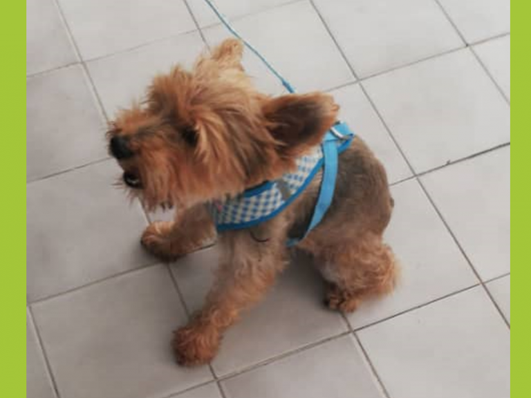 Oreo Orion Blog 768x576 - Adopción canina | A través de Ig Paticas Felices Banplus, Óreo llegó a un nuevo hogar